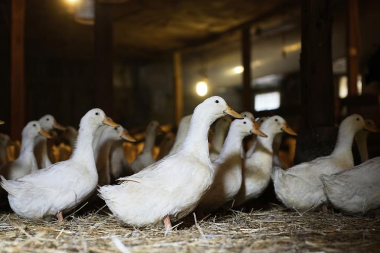 US Bird Flu-Duck Farm