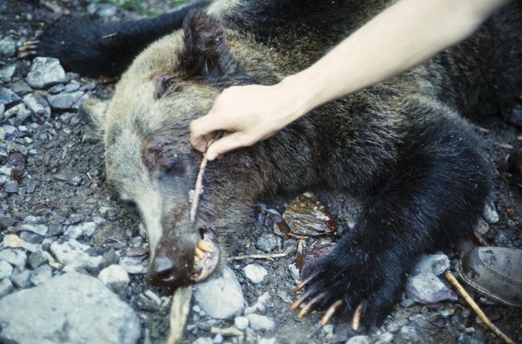After an autopsy glass was found embedded in the jaw of the Trout Lake killer bear.