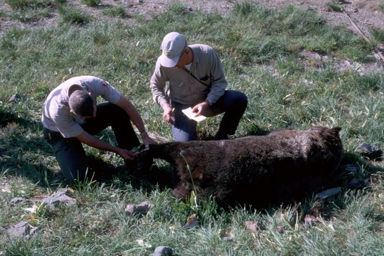 Park Rangers examine one of the bears shot near Granite Park Chalet after the deadly attacks on Aug. 13, 1967.